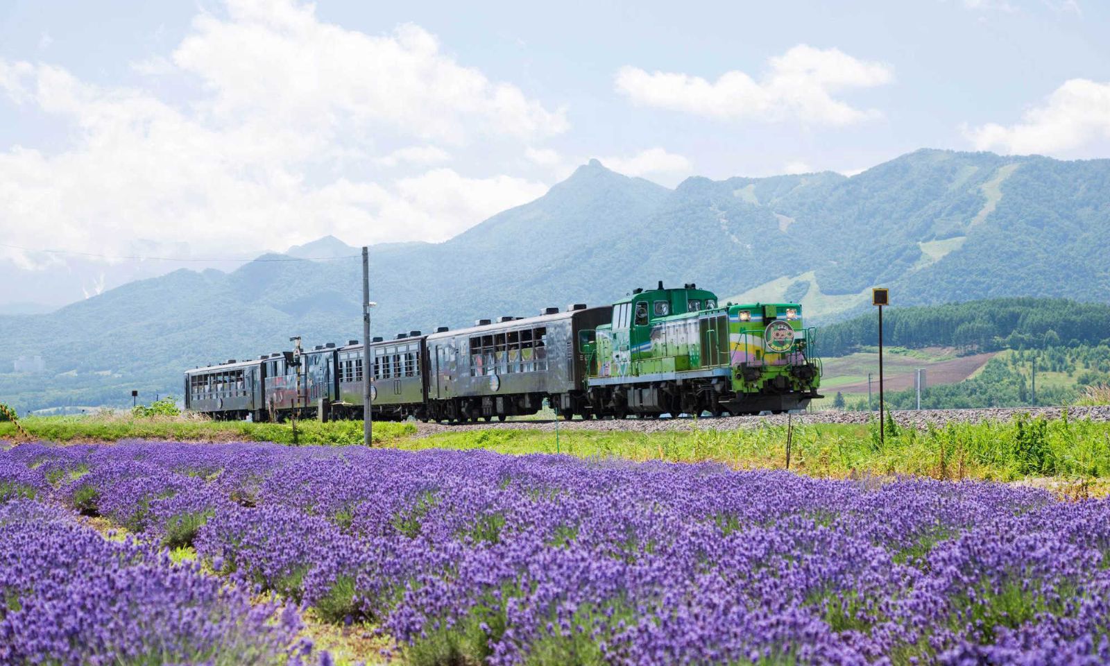 thăm vườn Lavender Nhật Bản bằng tàu hỏa