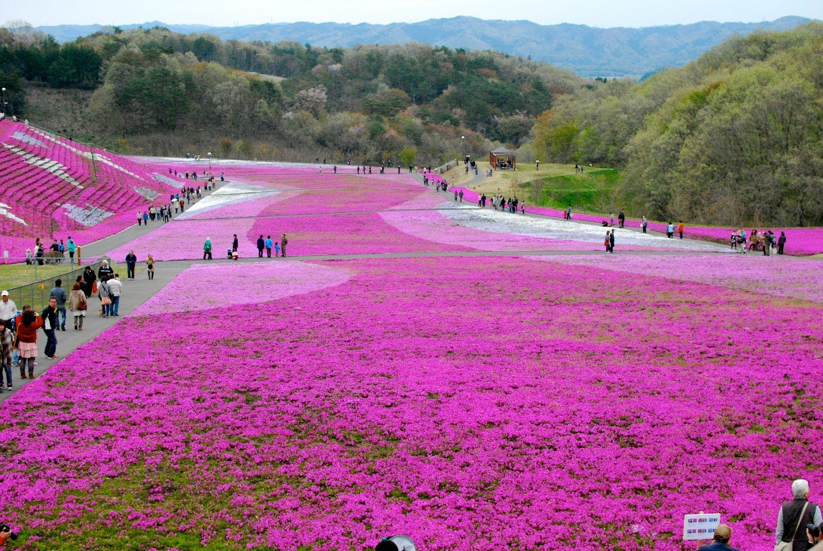 Đến Nhật Bản xem hoa Chi Anh
