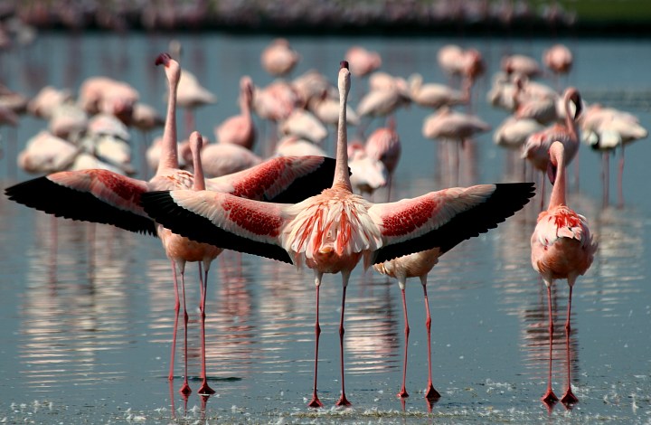 chim hồng hạc ở Kenya - HanoiRedtours