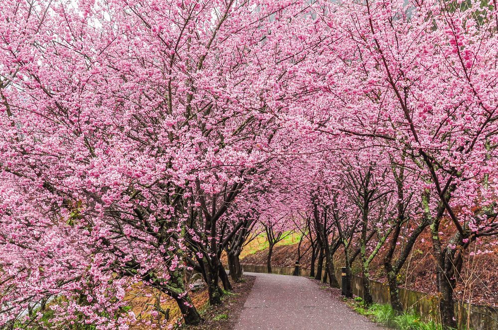 Nhật Bản, thủ đô của hoa anh đào - một điểm đến lý tưởng cho những ai yêu thích vẻ đẹp của hoa anh đào. Ở Osaka và Narita, bạn sẽ được trải nghiệm tất cả sự tuyệt vời của hoa anh đào vào mùa giải. Hãy cùng ngắm nhìn hình ảnh này để cảm nhận vẻ đẹp lung linh của hoa anh đào.