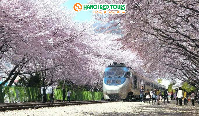 Tiết kiệm 5 triệu tour ngắm hoa anh đào tại 2 thành phố lớn nhất Hàn Quốc: Seoul, Busan 
