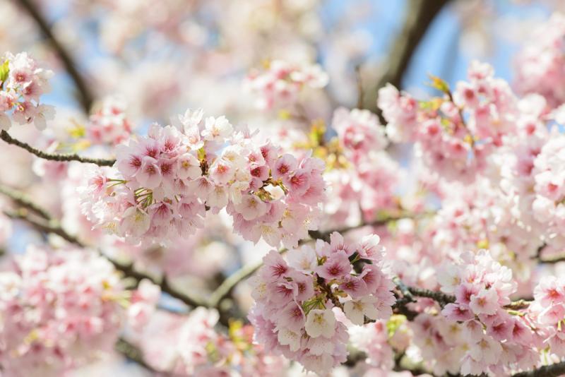 Hoa anh đào tại Nhật Bản bất ngờ nở giữa trời thu 