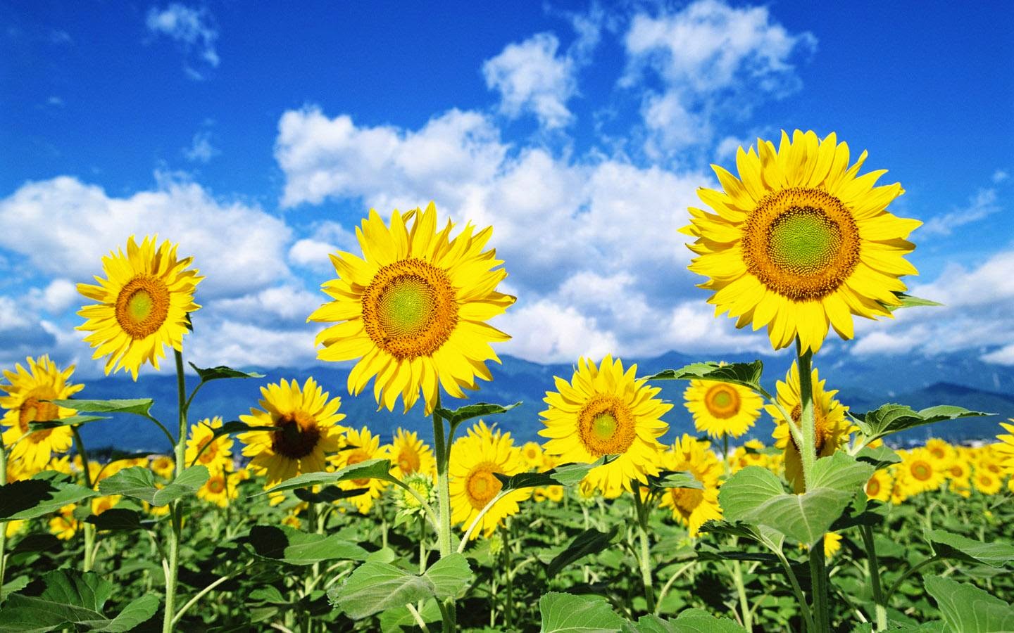 Hokkaido - Vùng đất của loài hoa mặt trời