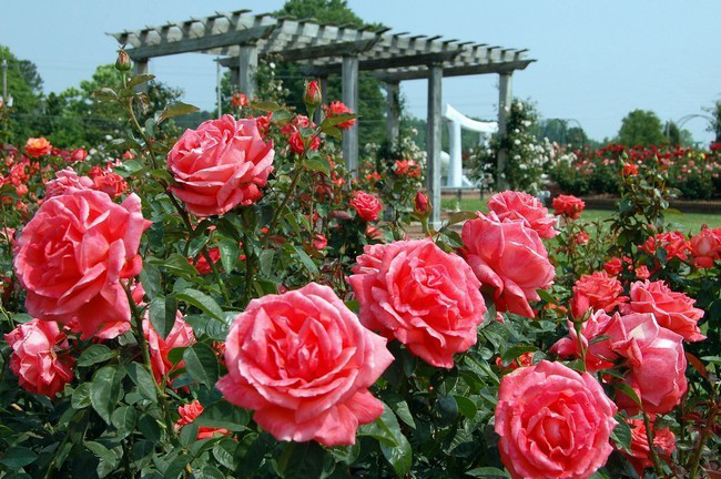 Lễ hội hoa hồng lớn nhất Việt Nam sẽ tổ chức tại Hà Nội 
